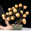 Cay dao ngoc hoang long 18 qua size to 2