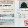 tuong di lac thach anh xanh 9.87 1